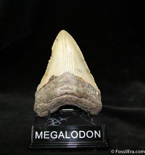 / Inch Megalodon Tooth With Stand #958